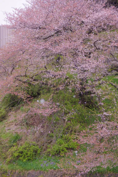 Immagine Fiori Ciliegio Chidorigafuchi Luogo Delle Riprese Area Metropolitana Tokyo — Foto Stock