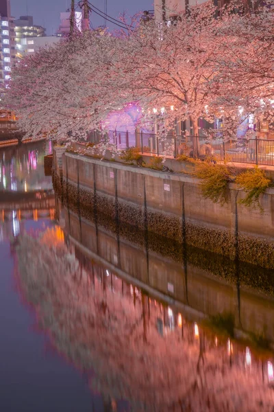 Ookigawa Promenade Night Sakura Immagine Ubicazione Delle Riprese Prefettura Yokohama — Foto Stock