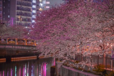 Ookigawa Gezinti Gecesi Sakura İmajı. Çekim yeri: Yokohama-şehir kanagawa ili