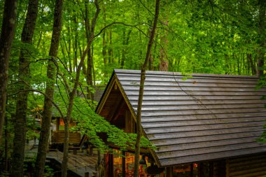 Ormanda dikilen Loca 'nın resmi. Çekim Konumu: Hokkaido Furano