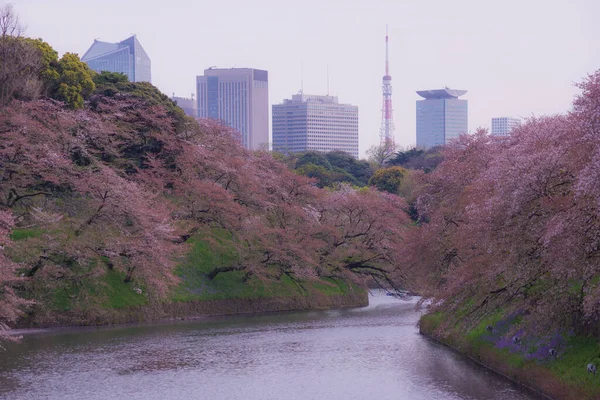 Bild Von Kirschblüten Von Chidorigafuchi Drehort Großraum Tokio — Stockfoto