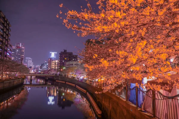 Ookigawa Gezinti Gecesi Sakura Majı Çekim Yeri Yokohama Şehir Kanagawa — Stok fotoğraf