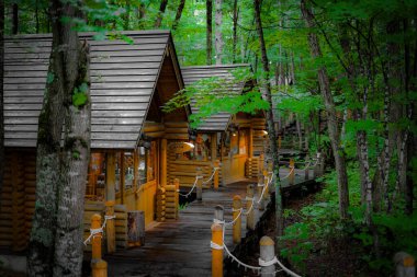 Ormanda dikilen Loca 'nın resmi. Çekim Konumu: Hokkaido Furano