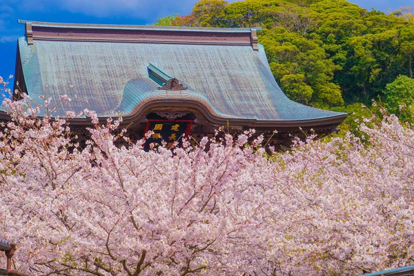 Julina Tapınağı Nın Kiraz Çiçekleri Çiçek Açmış Çekim Yeri Kanagawa — Stok fotoğraf