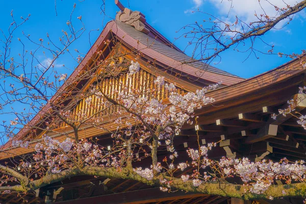 Sakura Των Πέντε Καρέ Άνθη Κερασιάς Του Ιερού Yasukuni Τοποθεσία — Φωτογραφία Αρχείου