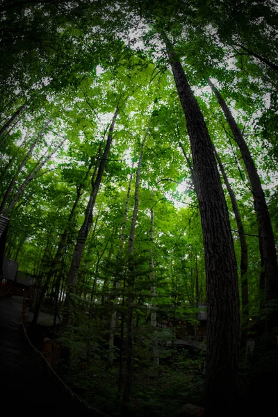 Immagine Lodge Piedi Nella Foresta Luogo Delle Riprese Hokkaido Furano — Foto Stock