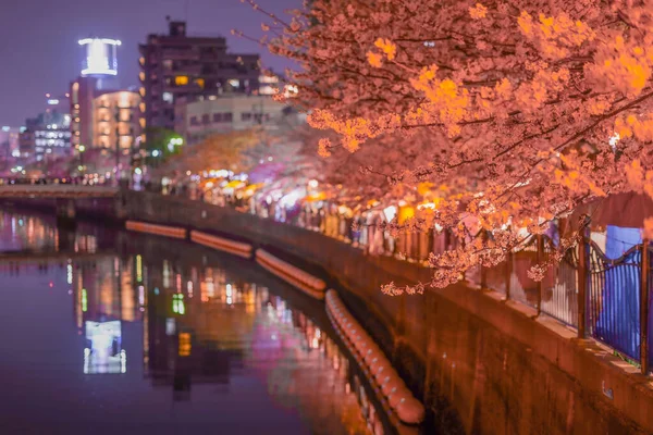 Ookigawa Gezinti Gecesi Sakura Majı Çekim Yeri Yokohama Şehir Kanagawa — Stok fotoğraf