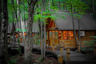 Ormanda dikilen Loca 'nın resmi. Çekim Konumu: Hokkaido Furano