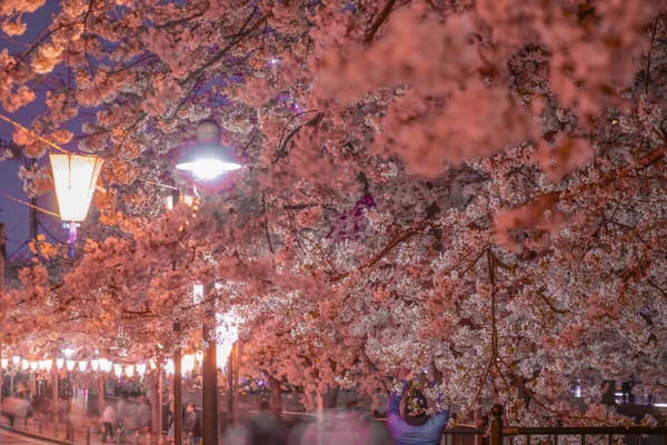 Image Night Cherry Blossoms Japan Lanterns Shooting Location Yokohama City — Stock Photo, Image
