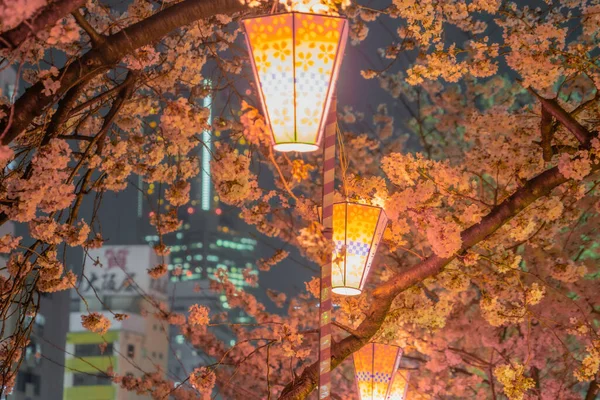 Изображение Ночных Цветков Вишни Японских Фонарей Место Стрельбы Префектура Йокогама — стоковое фото