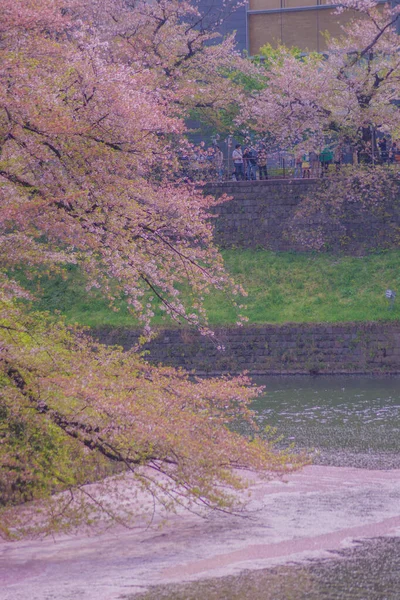 Image Cherry Blossoms Chidorigafuchi Shooting Location Tokyo Metropolitan Area — Stock Photo, Image