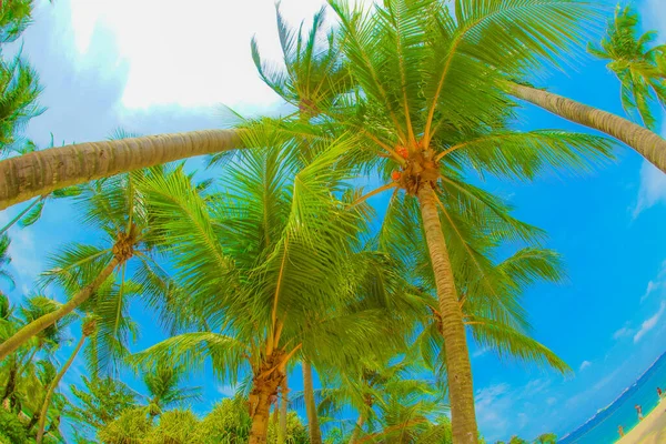 Cingapura Sentosa Island Palm Tree Localização Tiroteio Singapura — Fotografia de Stock