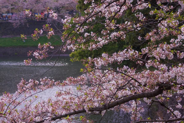 Image Cherry Blossoms Chidorigafuchi Shooting Location Tokyo Metropolitan Area — Stock Photo, Image