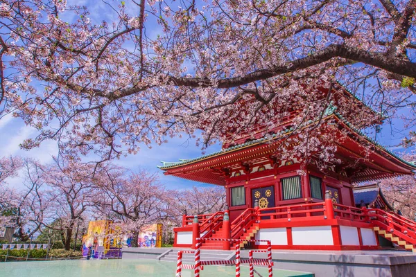 Våren Körsbär Blommor Och Filial Berg Yokohama City Fotografering Plats — Stockfoto