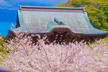 Julina Tapınağı 'nın kiraz çiçekleri ve çiçek açmış. Çekim yeri: Kanagawa Bölgesi Kamakura Şehri