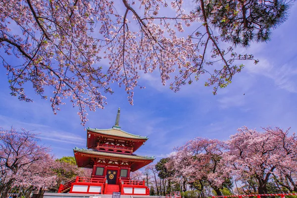 Våren Körsbär Blommor Och Filial Berg Yokohama City Fotografering Plats — Stockfoto