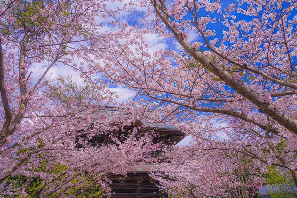 Kirschblüten Des Julina Tempels Und Voller Blüte Drehort Stadt Kamakura — Stockfoto