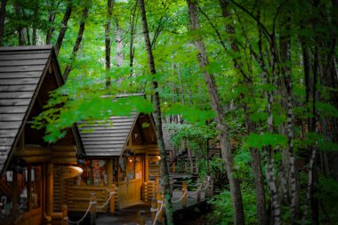 Ormanda dikilen Loca 'nın resmi. Çekim Konumu: Hokkaido Furano