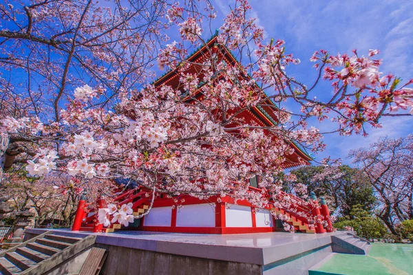 Bahar Kiraz Çiçekleri Evlat Dağı Yokohama Şehri Çekim Yeri Yokohama — Stok fotoğraf