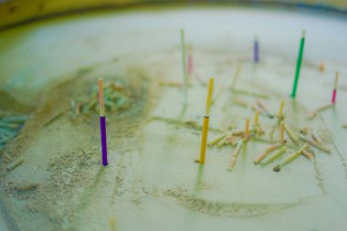 Renkli mercan ve kül görüntüsü. Çekim yeri: Kanagawa Bölgesi Kamakura Şehri