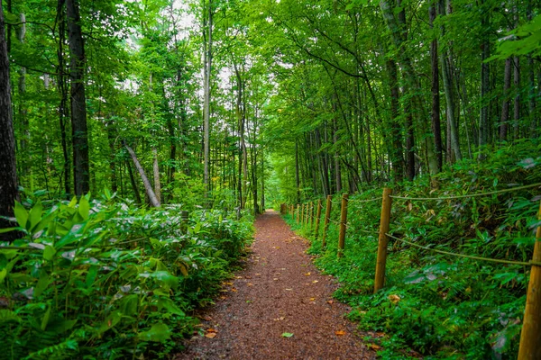 Chuva Floresta Caindo Localização Tiro Hokkaido Furano — Fotografia de Stock