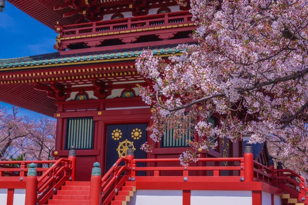 Άνοιξη Άνθη Κερασιάς Και Φιλικό Βουνό Yokohama City Τοποθεσία Νομός — Φωτογραφία Αρχείου