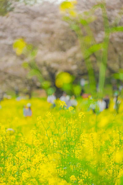 Gente Riunisce Nel Giardino Fiorito Dello Stupro Luogo Delle Riprese — Foto Stock