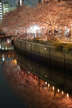 Ookigawa Gezinti Gecesi Sakura İmajı. Çekim yeri: Yokohama-şehir kanagawa ili