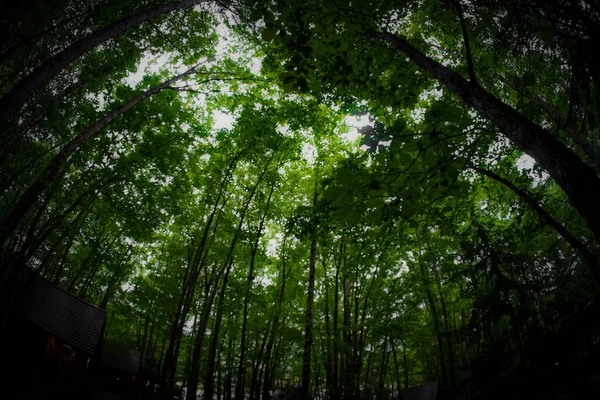 Imagen Lodge Pie Bosque Ubicación Del Disparo Hokkaido Furano —  Fotos de Stock