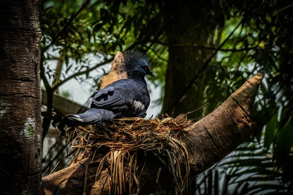 Prachtige Pauw Jungle Schietplaats Singapore — Stockfoto