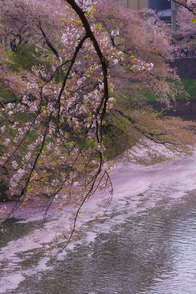 Зображення Вишневого Цвіт Chidorigafuchi Місце Зйомок Столична Агломерація Токіо — стокове фото