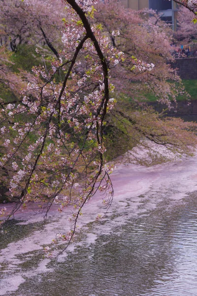 Afbeelding Van Kersenbloesems Van Chidorigafuchi Schietplaats Grootstedelijk Gebied Van Tokio — Stockfoto