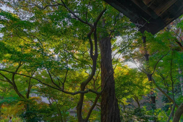 Neues Grün Und Die Dämmerung Eines Kreises Drehort Stadt Kamakura — Stockfoto