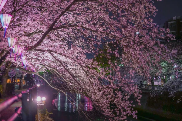 Ookigawa Promenade Night Sakura Image Místo Střelby Prefektura Yokohama City — Stock fotografie