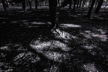 Yoyogi Parkı 'ndaki orman görüntüsü. Çekim yeri: Tokyo Büyükşehir Bölgesi