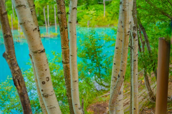 北海道毕丘的蓝色池塘 射击地点 北海道Biei Cho — 图库照片