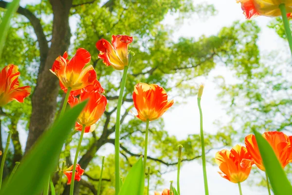 Tulipas Vermelhas Iluminadas Pelo Sol Localização Tiroteio Prefeitura Yokohama City — Fotografia de Stock