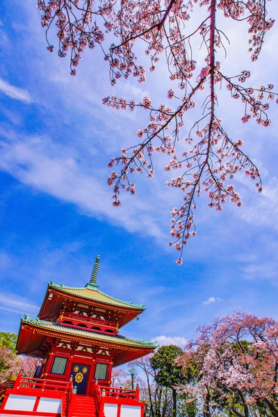 Våren Körsbär Blommor Och Filial Berg Yokohama City Fotografering Plats — Stockfoto