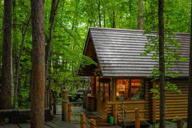 Ormanda dikilen Loca 'nın resmi. Çekim Konumu: Hokkaido Furano