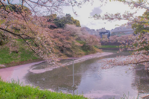 Image Fleurs Cerisier Chidorigafuchi Lieu Tournage Tokyo Région Métropolitaine — Photo