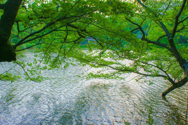 Nuovo Verde Della Testa Inos Date Luogo Delle Riprese Mitaka — Foto Stock