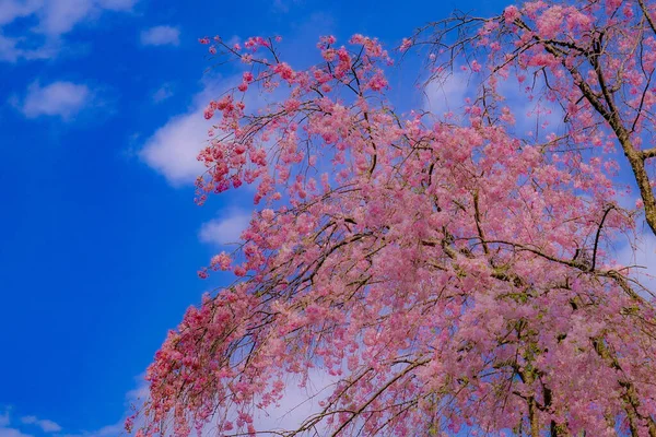 Sakura Blue Sky Full Bloom Shooting Location Chofu Tokyo — Stock Photo, Image