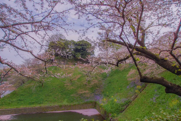 Εικόνα Από Άνθη Κερασιάς Του Chidorigafuchi Τοποθεσία Μητροπολιτική Περιοχή Τόκιο — Φωτογραφία Αρχείου