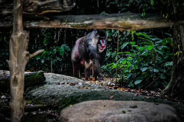 Mandrill Staat Jungle Rotsachtige Plek Schietplaats Singapore — Stockfoto