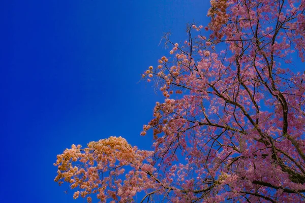 Sakura Von Blauem Himmel Und Voller Blüte Drehort Chofu Tokio — Stockfoto