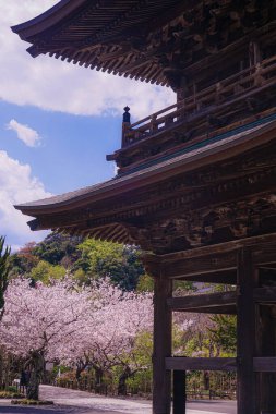 Julina Tapınağı 'nın kiraz çiçekleri ve çiçek açmış. Çekim yeri: Kanagawa Bölgesi Kamakura Şehri