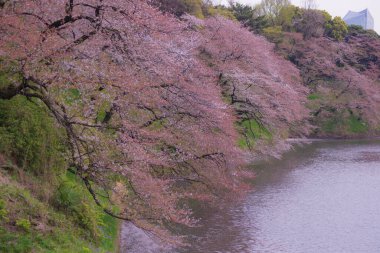 Chidorigafuchi 'nin kiraz çiçekleri. Çekim yeri: Tokyo Büyükşehir Bölgesi