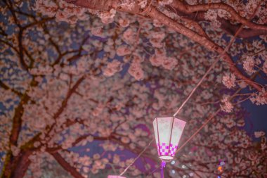 Gece kiraz çiçekleri ve Japon fenerlerinin görüntüsü. Çekim yeri: Yokohama-şehir kanagawa ili
