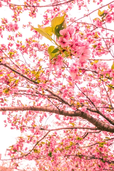 Imagem Flores Cerejeira Floresceu Plena Floração Localização Tiroteio Prefeitura Yokohama — Fotografia de Stock