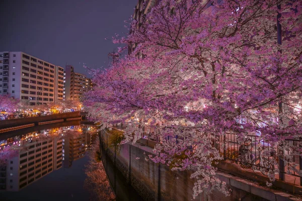 Ookigawa Sétány Éjszakai Sakura Kép Lövöldözés Helye Yokohama City Kanagawa — Stock Fotó